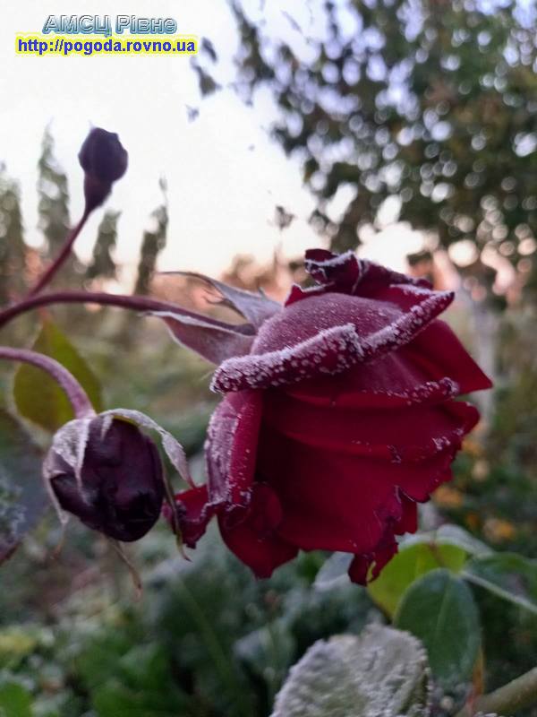 Погода Рівне, роза, заморозок