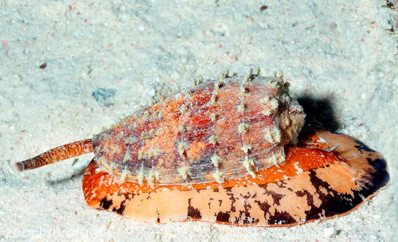 Конус географічний (Conus geographus) 