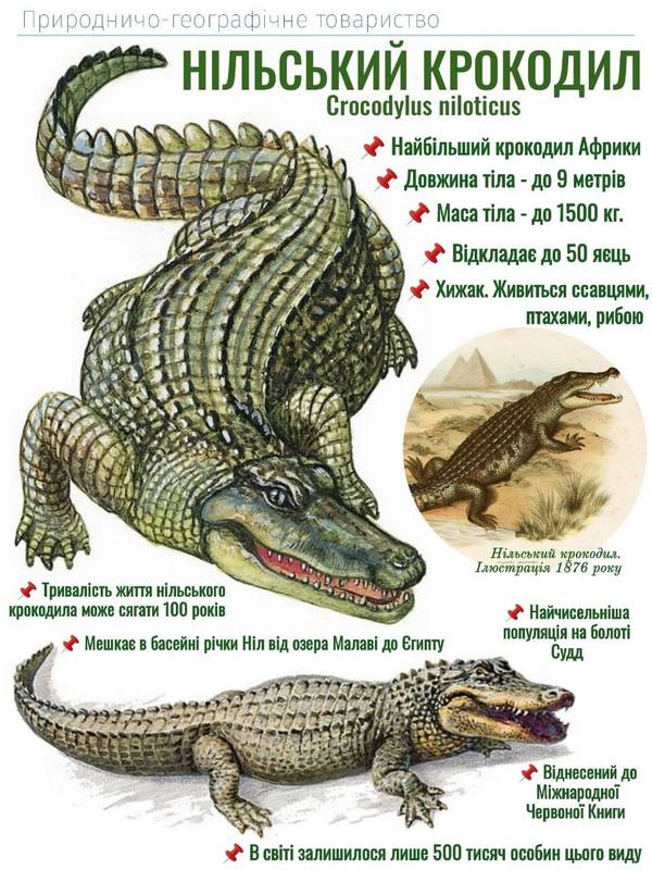 Нільський крокодил