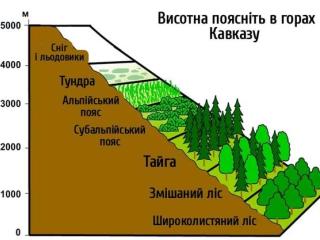 Висотна поясність