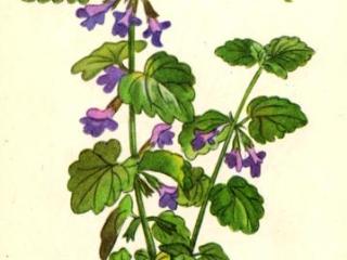 Розхідник звичайний (плющик)