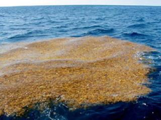 Саргасове море
