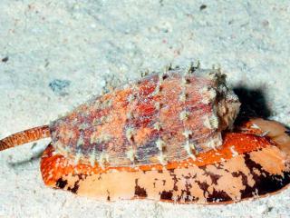 Конус географічний (Conus geographus) 