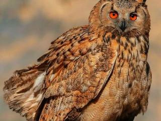 Пугач звичайний (Bubo bubo)