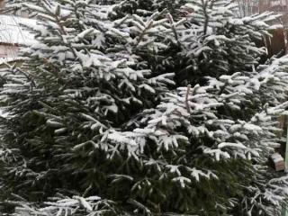 Прогноз погоди по Рівненській області на 16-19 грудня 2022 року