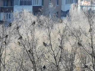 Прогноз погоди на 23-26 грудня по Рівненській області