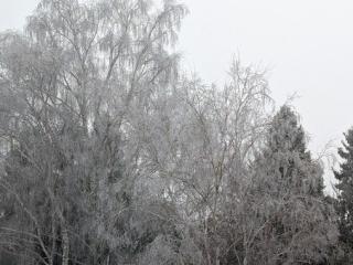 Прогноз погоди по Рівненській області на 28-30 грудня 2024 року
