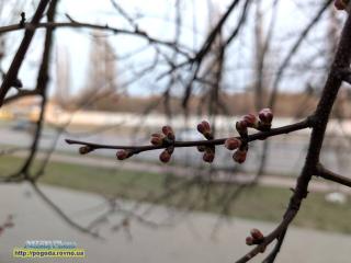 Прогноз погоди по Рівненській області на 29-31 березня 2025 року