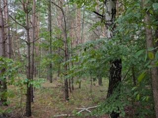 Прогноз погоди по Рівненській області на 11-13 жовтня 2025 року