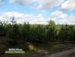 Прогноз погоди на 12 - 14 жовтня
