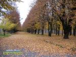 жовтень