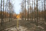 Законсервовані радіацією Чорнобильські дерева