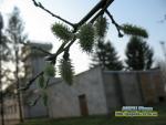 Прогноз погоди по місту Рівне та області на 20 - 23 березня 2015 року