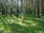 Відпочиваючи на природі подбайте про безпеку