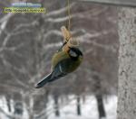 Прогноз погоди на 3 - 6 лютого 2017 року
