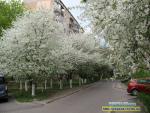 Прогноз погоди на 5 - 8 травня 2017 року
