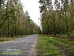 погода Рівне ліс дерева дорога