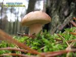 Прогноз погоди на 12 - 15 вересня 2017 року 