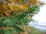 Прогноз погоди на 29 - 31 жовтня 2017 року (уточнення)