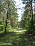 Як поводити себе у лісі. Поради маленьким мандрівникам.