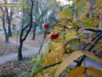 Прогноз погоди на 29-30 листопада та 1-2 грудня по місту Рівне та Рівненській області