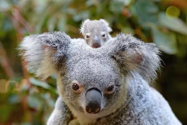Сумчасті (Marsupialia)