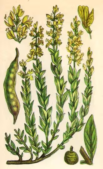 Дрік красильний (жовтило) — Genista tinctoria L. 