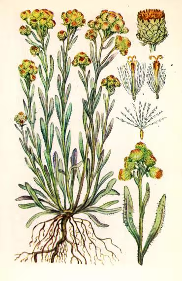 Цмин пісковий (безсмертник польовий)