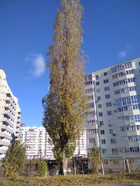 Тополя пірамідальна