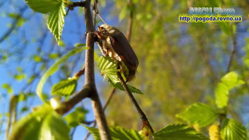погода Рівне