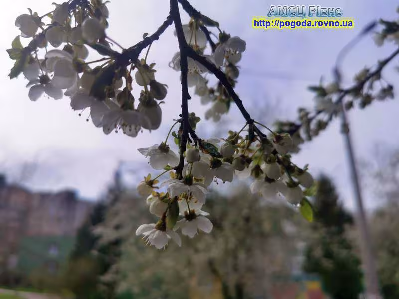 Весняний цвіт