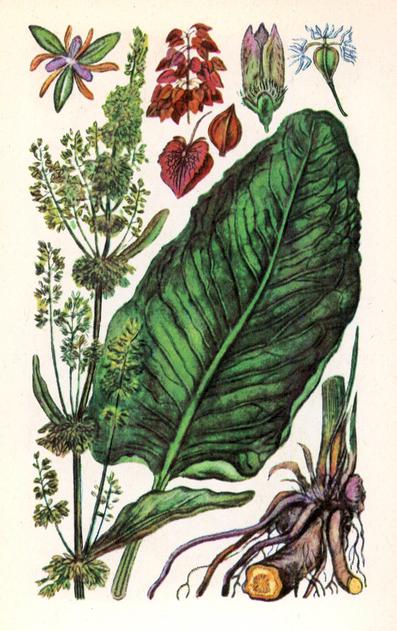 Щавель кінський — Rumex confertus Willd.