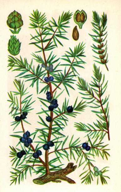 Яловець звичайний — Juniperus communis L.*