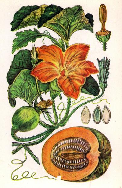 Гарбуз звичайний — Cucurbita pepo L. 