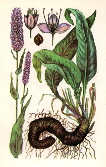 Гірчак зміїний (ракові шийки) — Polygonum bistor- ta L.