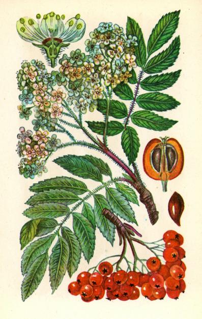 Горобина звичайна (ограб) — Sorbusaucuparia L.
