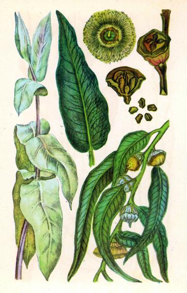 Евкаліпт кулястий — Eucalyptus globulus Labill.
