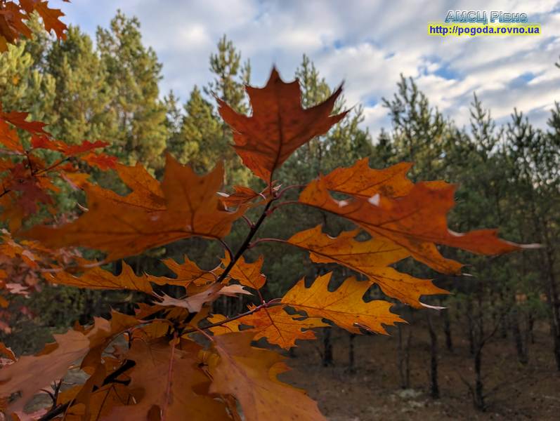 Погода у Рівному погода Рівне