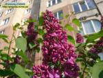 Прогноз погоди у Рівному Прогноз погоди у Рівному